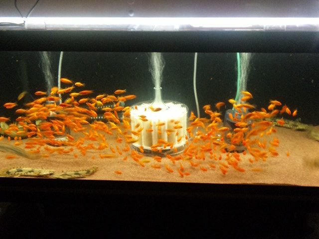 金魚漬け120cm水槽